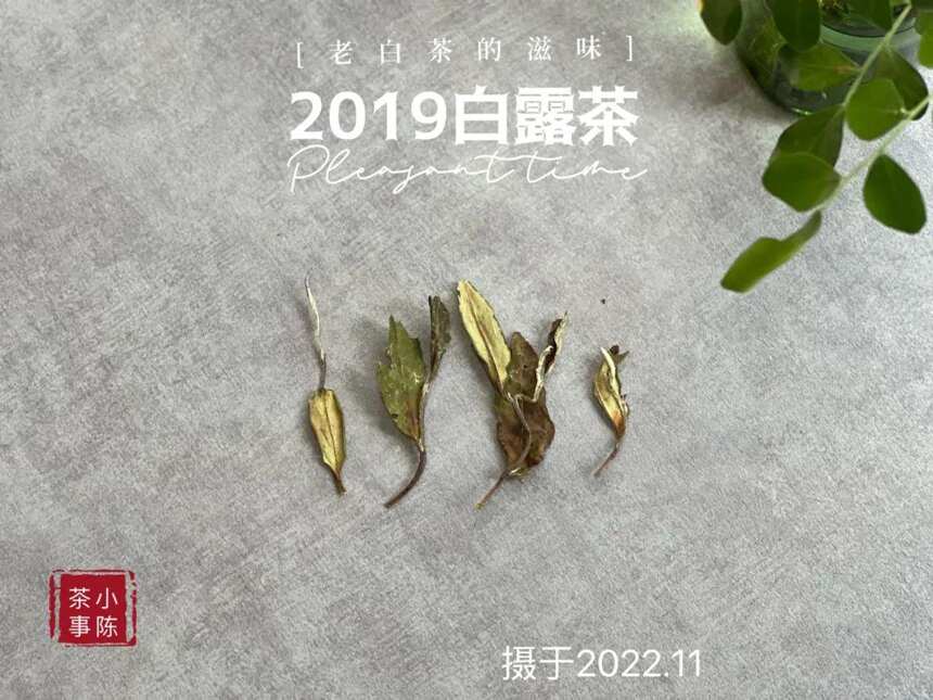 晚上才有时间喝茶的上班族，怎么喝茶比较好？这点建议很重要