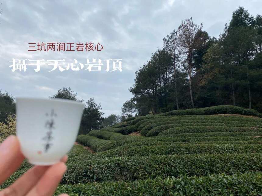 喝岩茶时，老茶客说的“啜茶”是什么？大声啜茶会不会不雅？