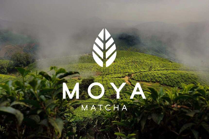 日本 Moya Matcha 茶品牌形象