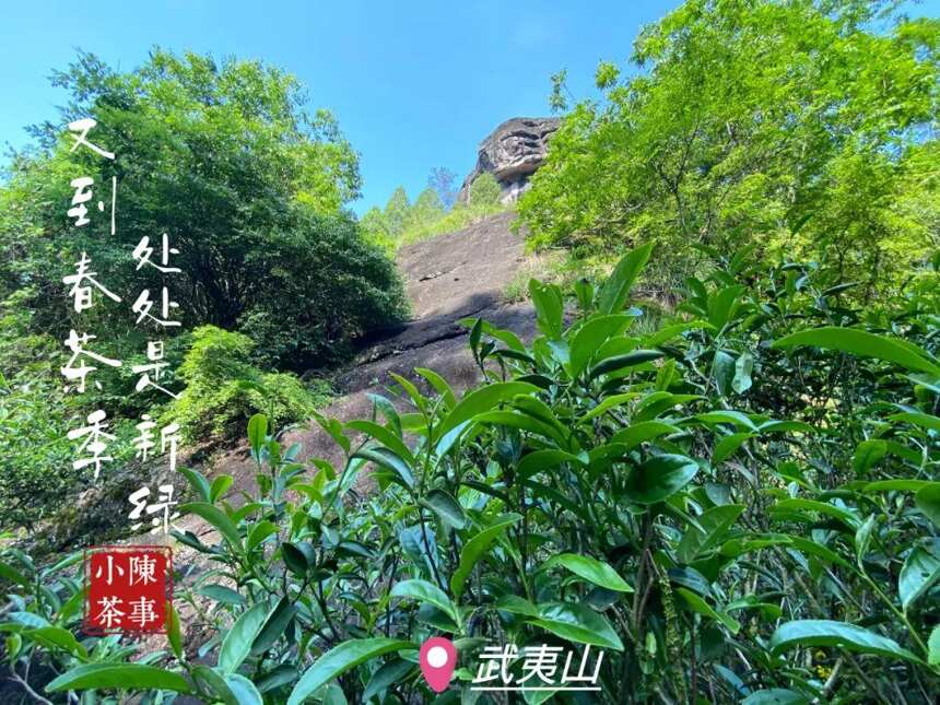 喝岩茶时，老茶客说的“啜茶”是什么？大声啜茶会不会不雅？