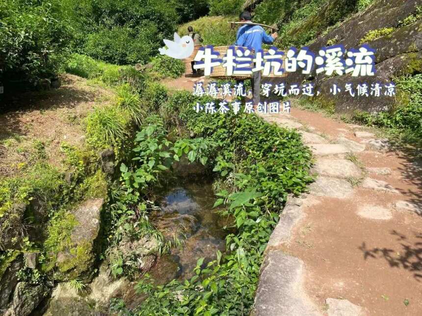 冬日干燥沉闷，喝岩茶会上火？水仙、肉桂、大红袍都不例外？