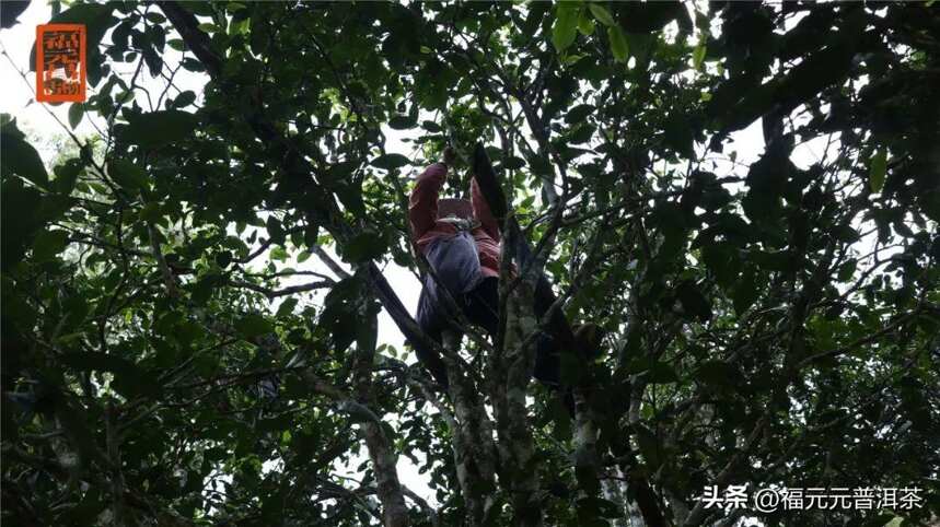 历史古村蛮砖大寨，百年易武经典传承