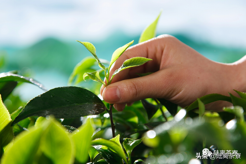 普洱茶制作工艺：一片树叶的蝶变。