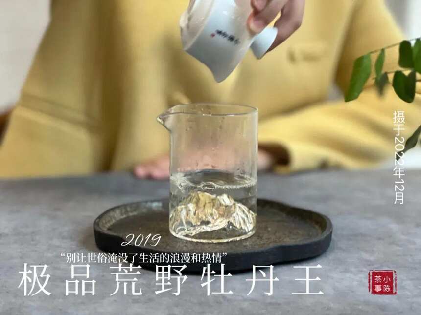 被时间耽误的荒野银针，极品荒野牡丹王，极富春日之娇俏可人