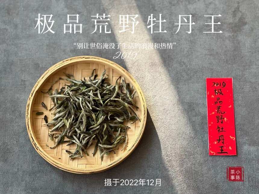 被时间耽误的荒野银针，极品荒野牡丹王，极富春日之娇俏可人