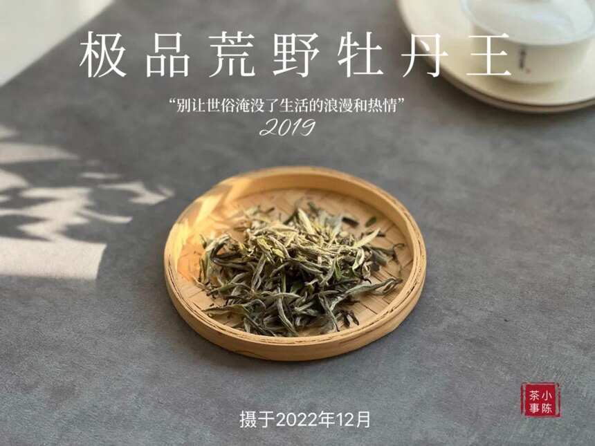 被时间耽误的荒野银针，极品荒野牡丹王，极富春日之娇俏可人