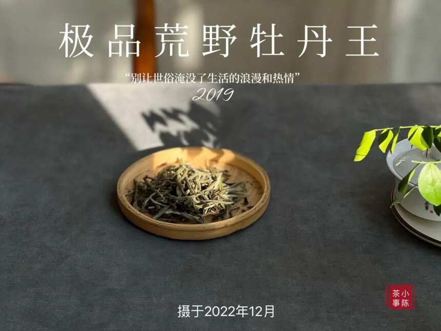 被时间耽误的荒野银针，极品荒野牡丹王，极富春日之娇俏可人