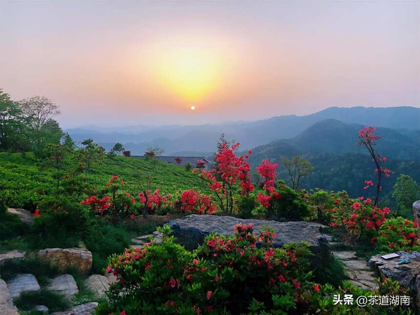 湖南红茶“十大制茶工匠”之夏国勋：拨云辟山径，倚花采天茶